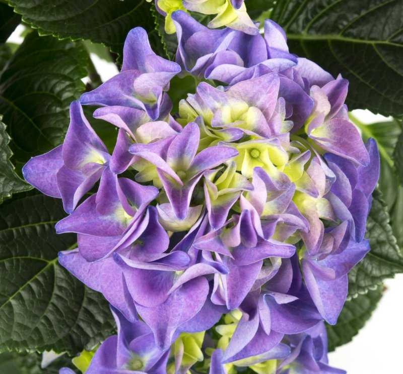 French Bolero (ампельная розовая гортензия