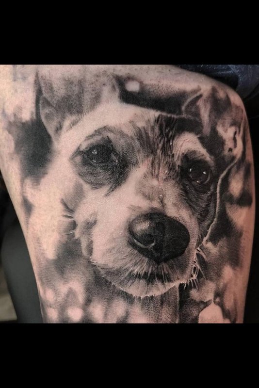 Jack Russell Punk