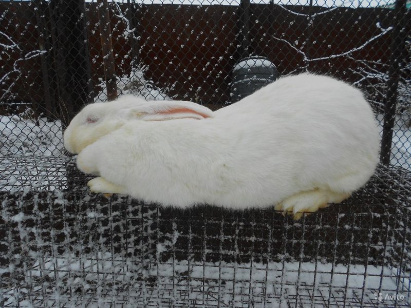 Норка зимой