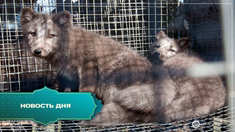 Норковые зверофермы Германии