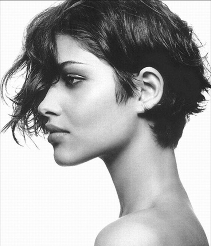 Pixie Bob