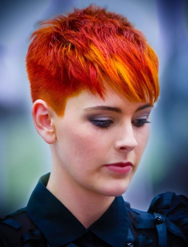 Pixie Bob стрижка красный
