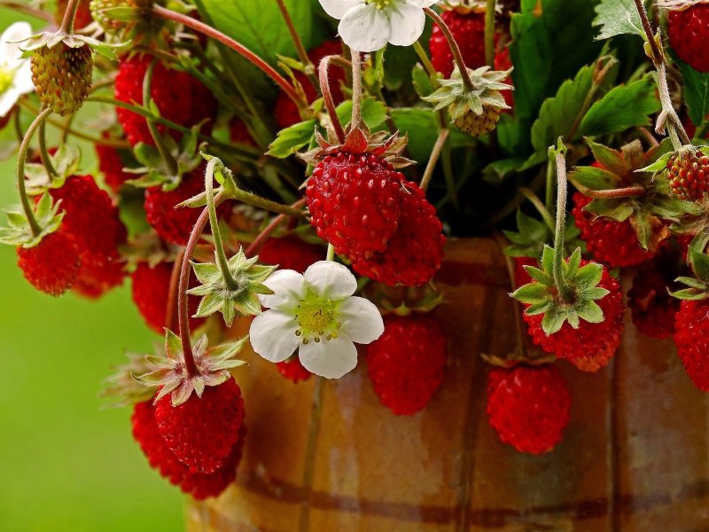 Земляника Fragaria