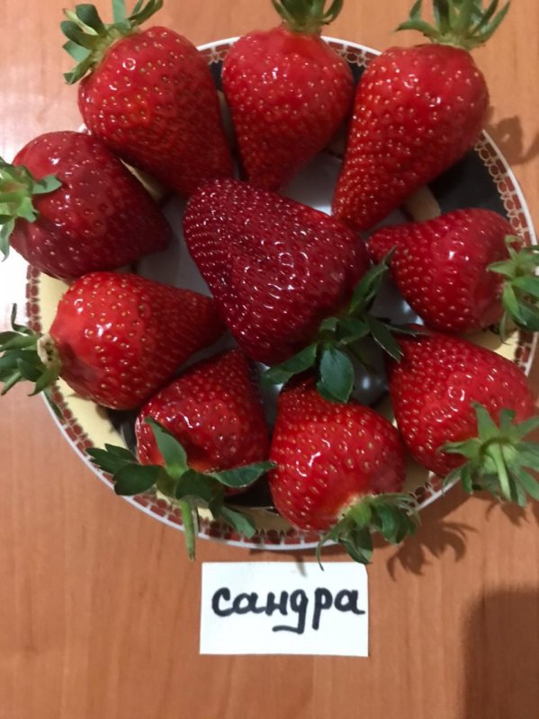 Сорт клубники Гаригуэтта