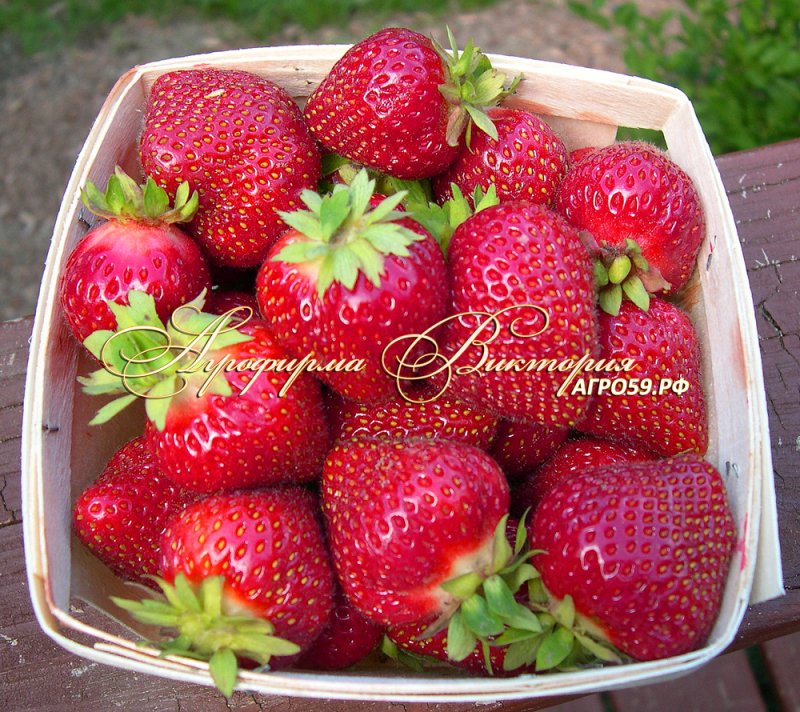 Клубника Сан андреас