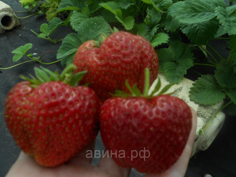 Клубника Альбион (ЗКС)