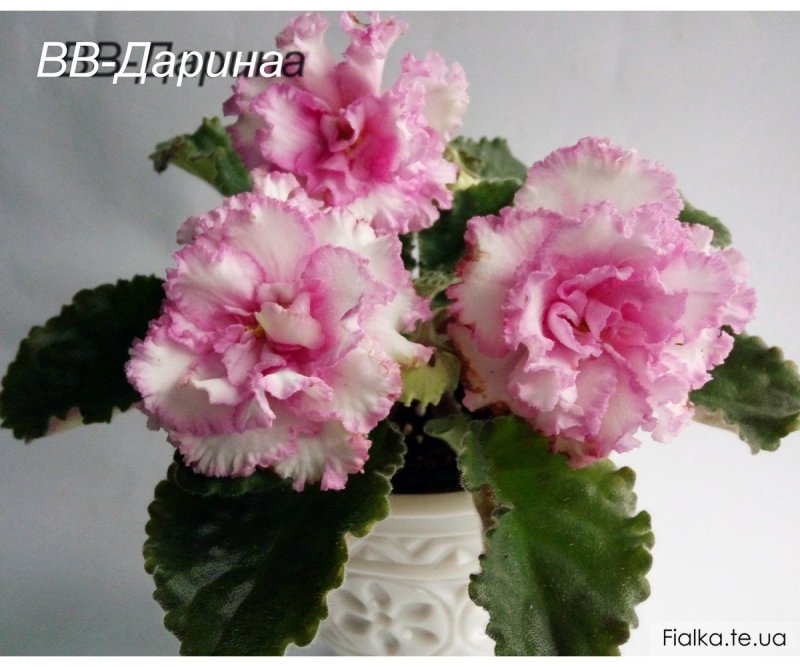 Фиалка ЛФ клубника в сахаре