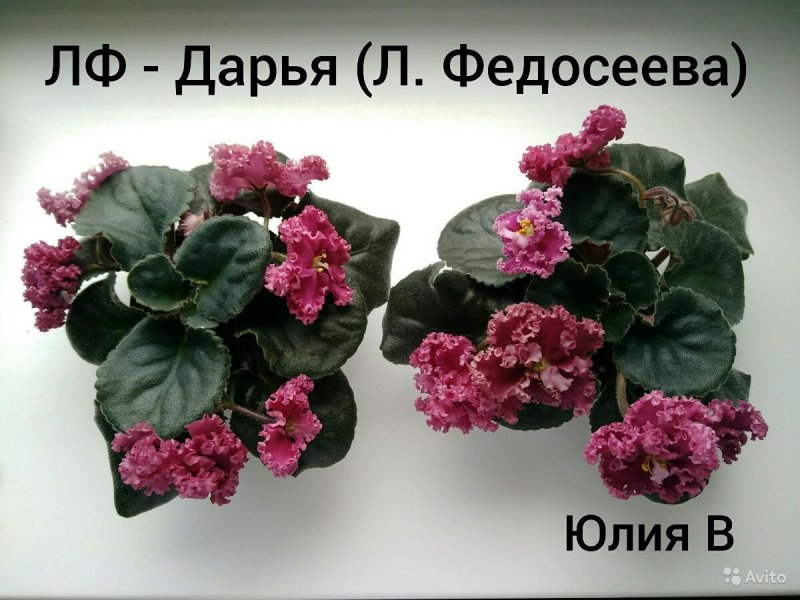 Фиалка Ле экстаз