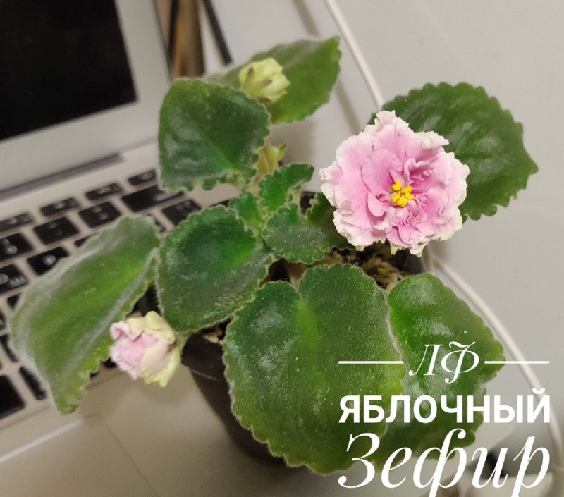 Фиалка НК стихия воды