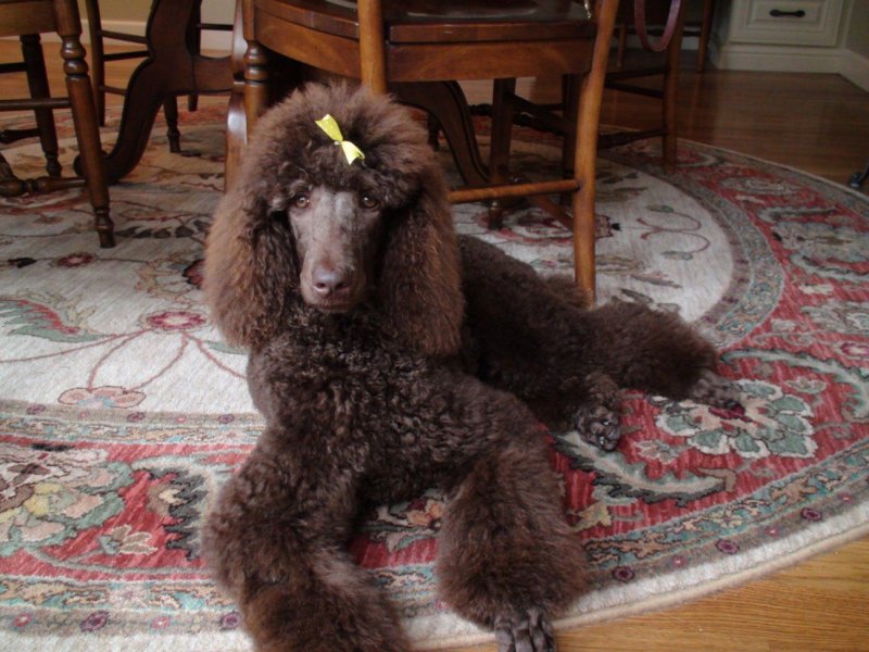 Brown Standard Poodle static