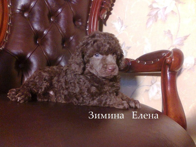 Коричневый миниатюрный пудель