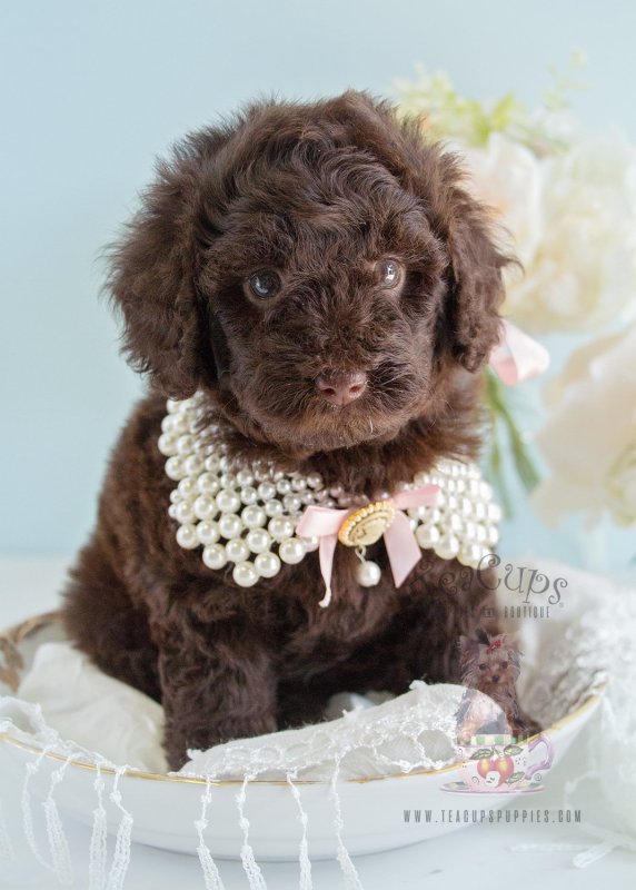 Standard Poodle Chocolate