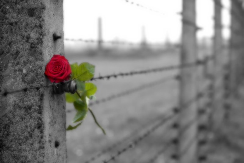 За колючей проволокой