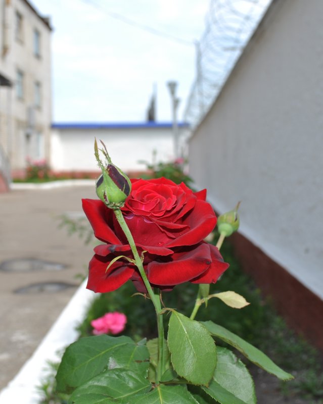 Цветы на железной изгороди