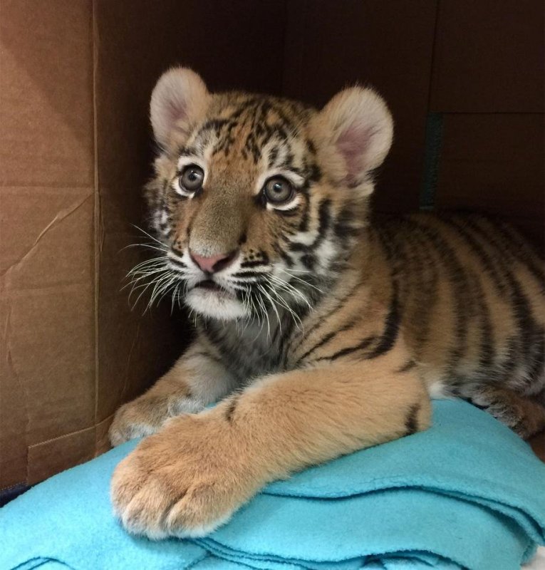 4. Амурский тигр (Panthera Tigris)