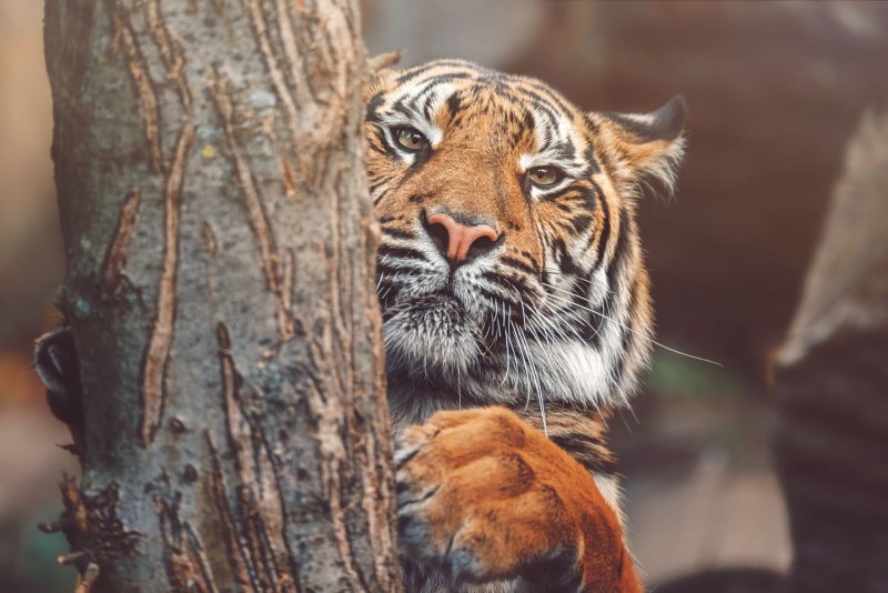 Футболка Mountain - Tiger (s)