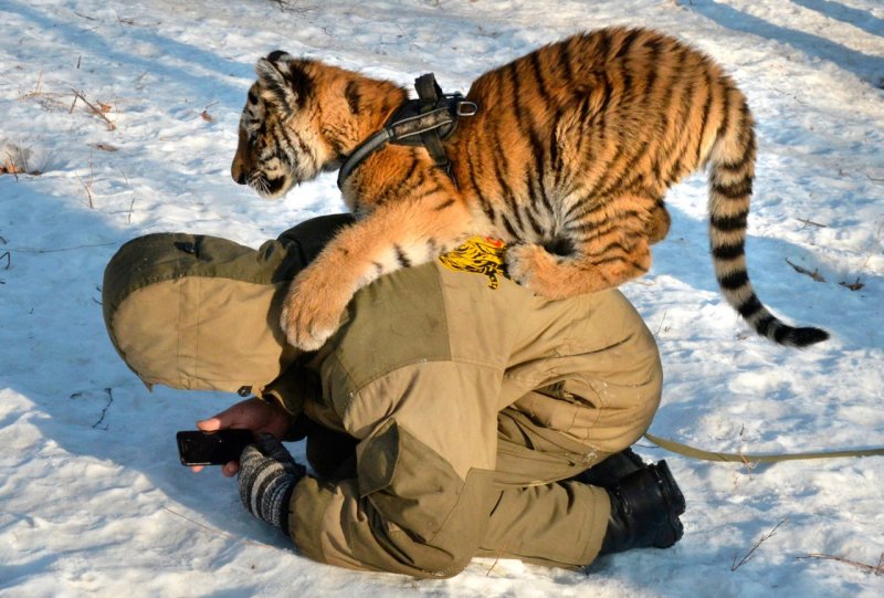 Тату тигр мужские