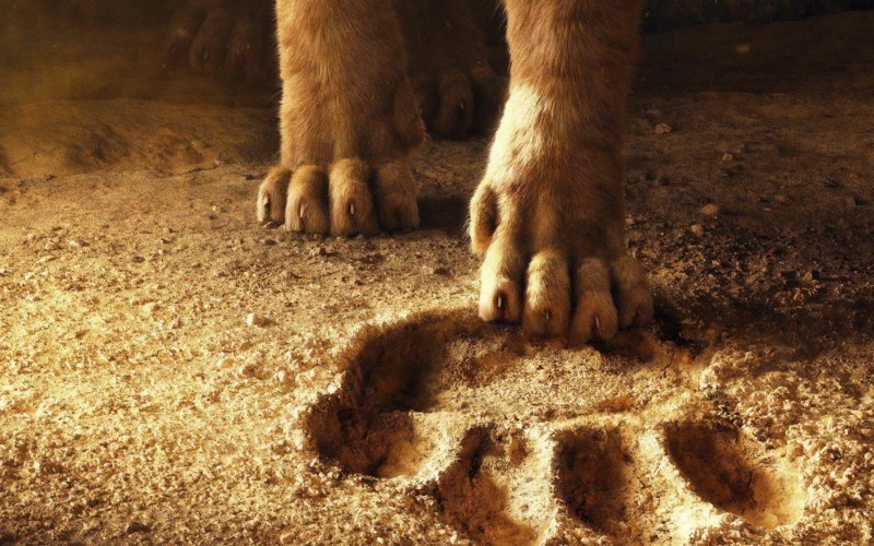 Фильм Король Лев Симба и лапа