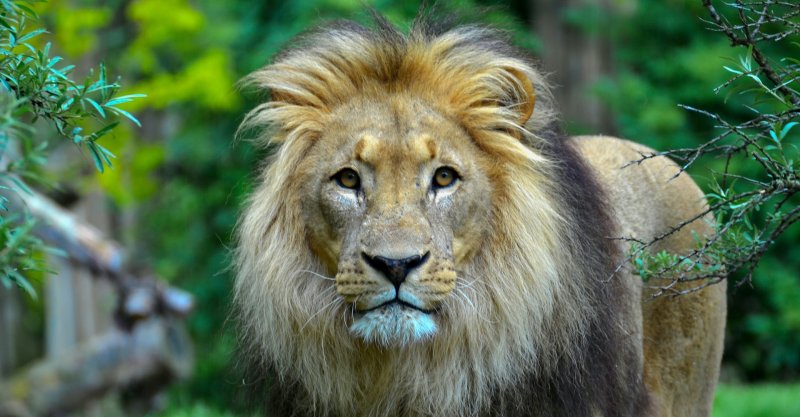 Leo Зодиак