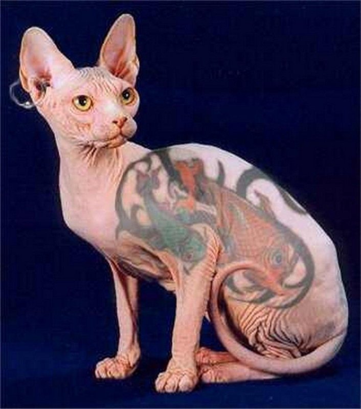 Канадский сфинкс кошка