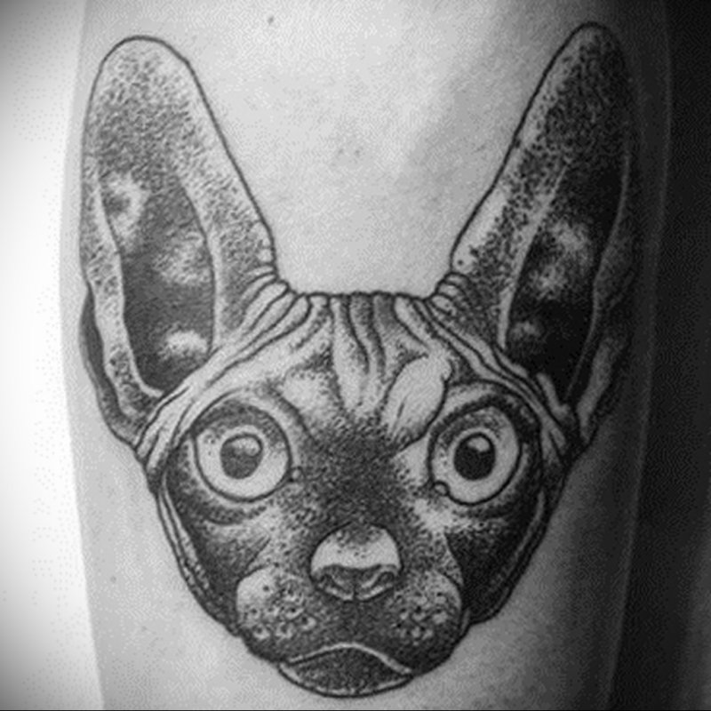 Кот сфинкс тату