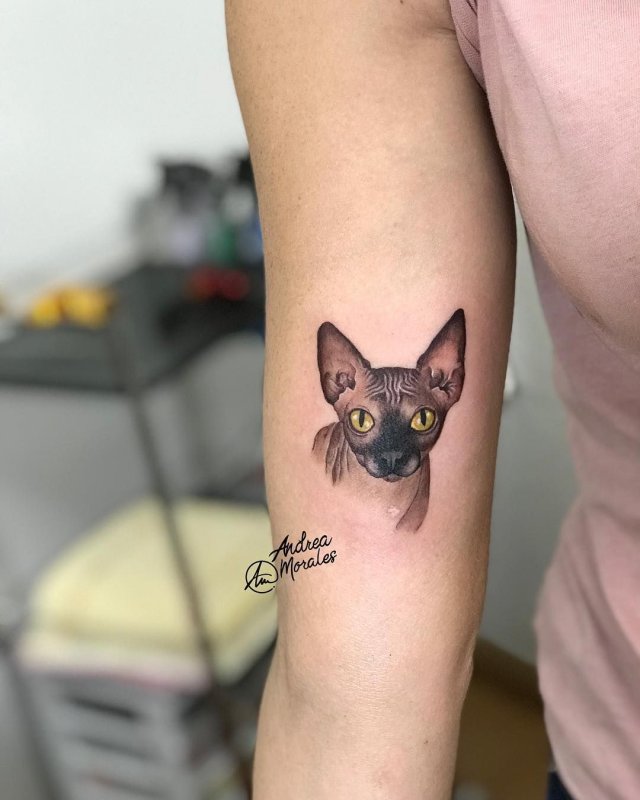 Тату сфинкс кошка