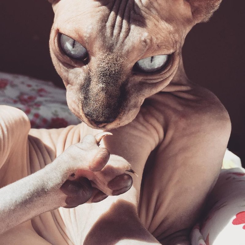 Блатной сфинкс