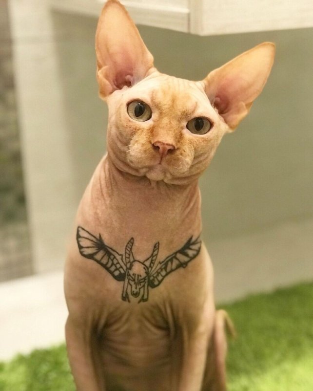Татуированный кот