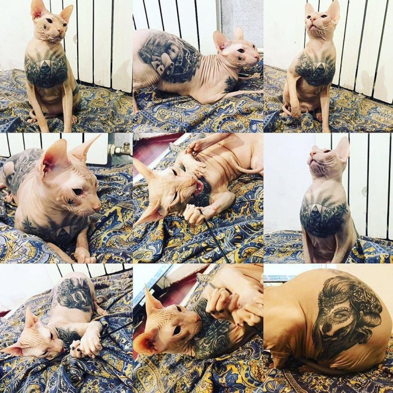 Наколка кот