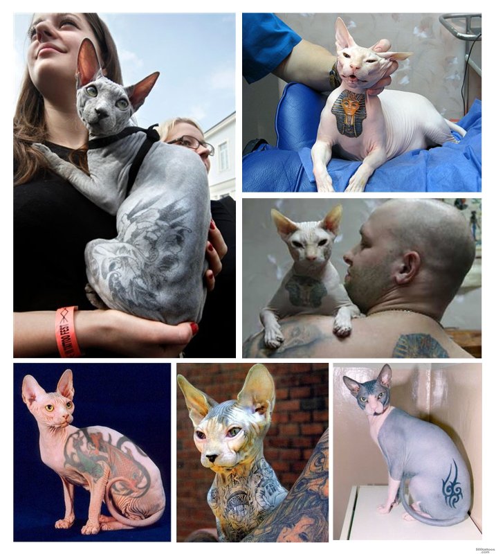 Татуированная кошка сфинкс