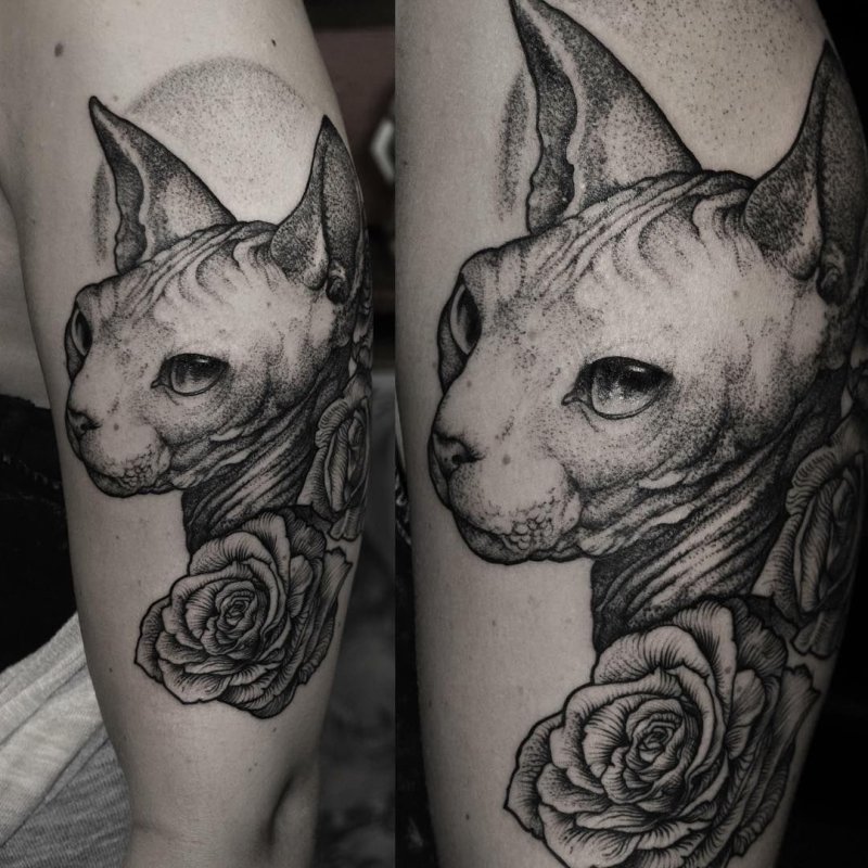 Кот сфинкс тату