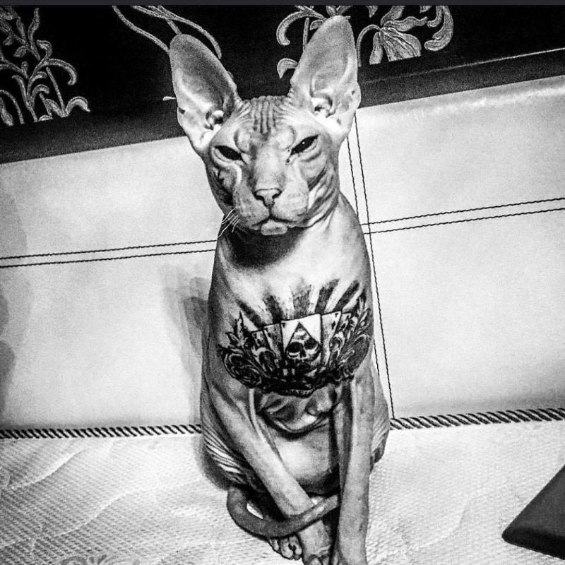 Коронованный кот