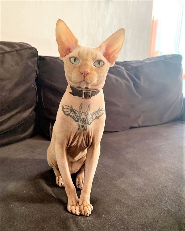 Наколка кот