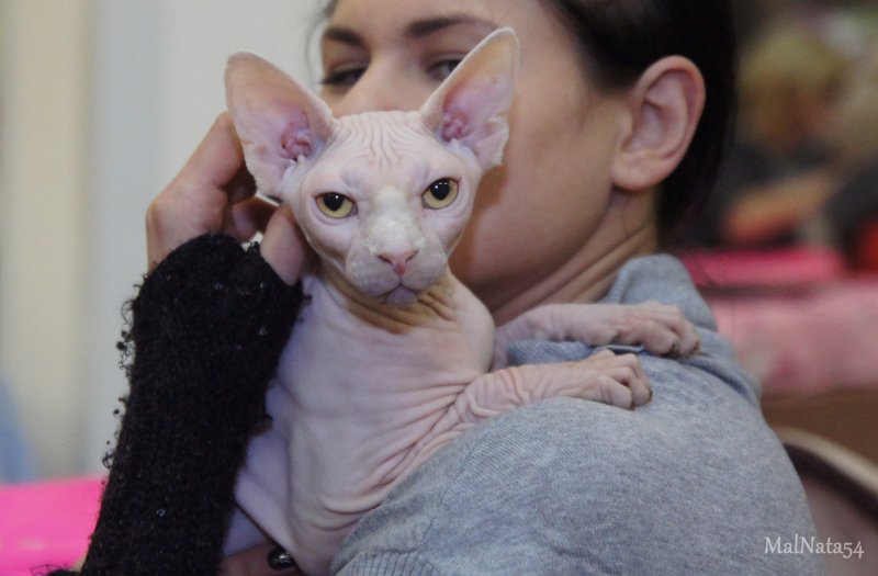 Татуированный парень с котом