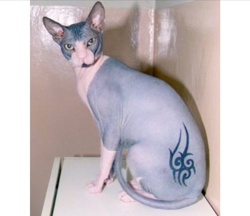 Наколка кот