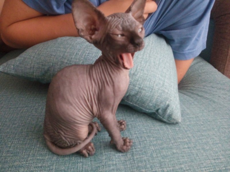 Тату сфинкс кошка