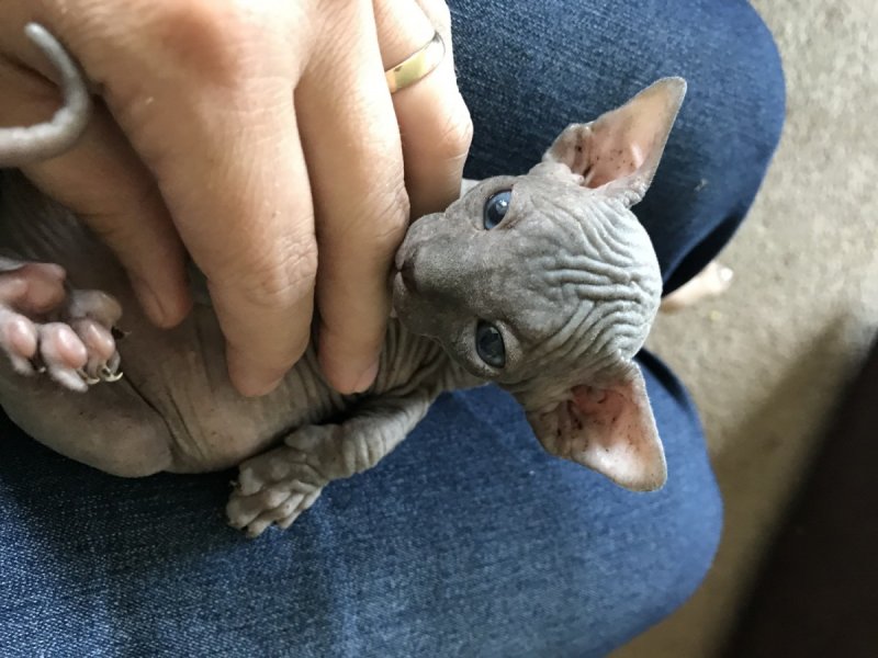 Лысый котёнок домашний