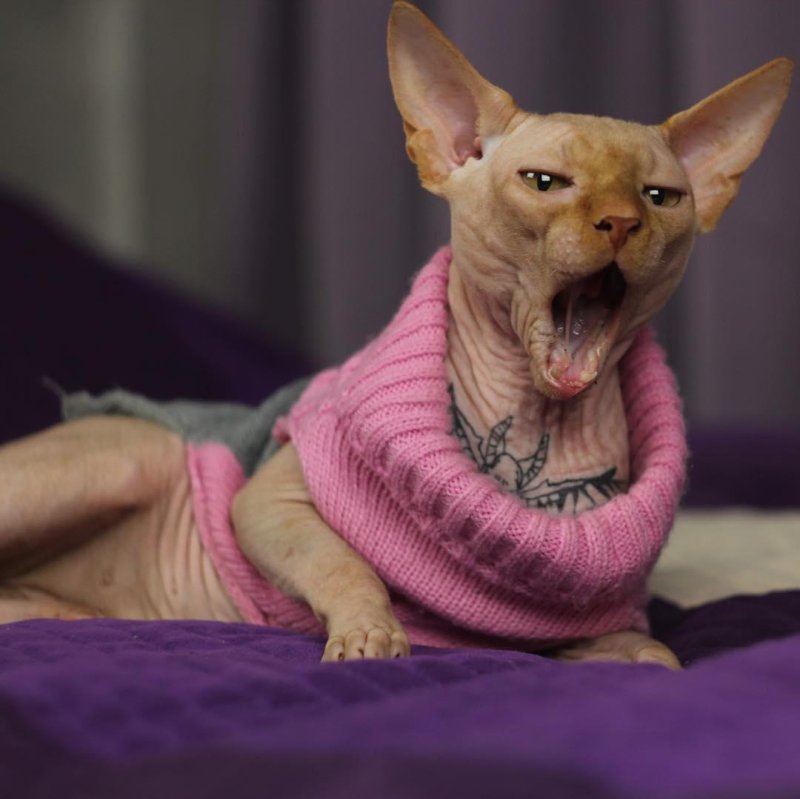 Татуированный кот