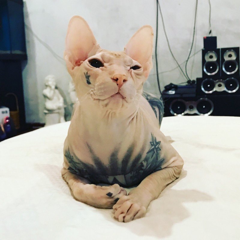 Татуированный кот сфинкс