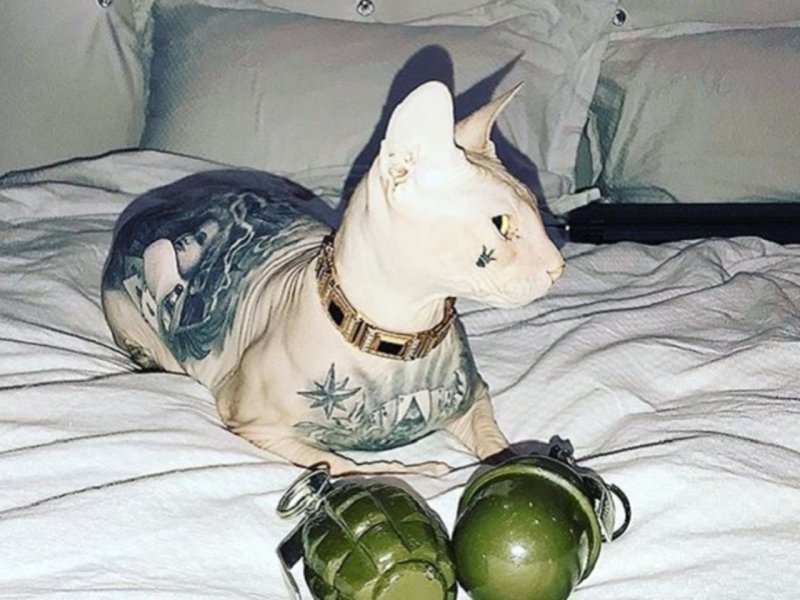 Татуированные лысые коты