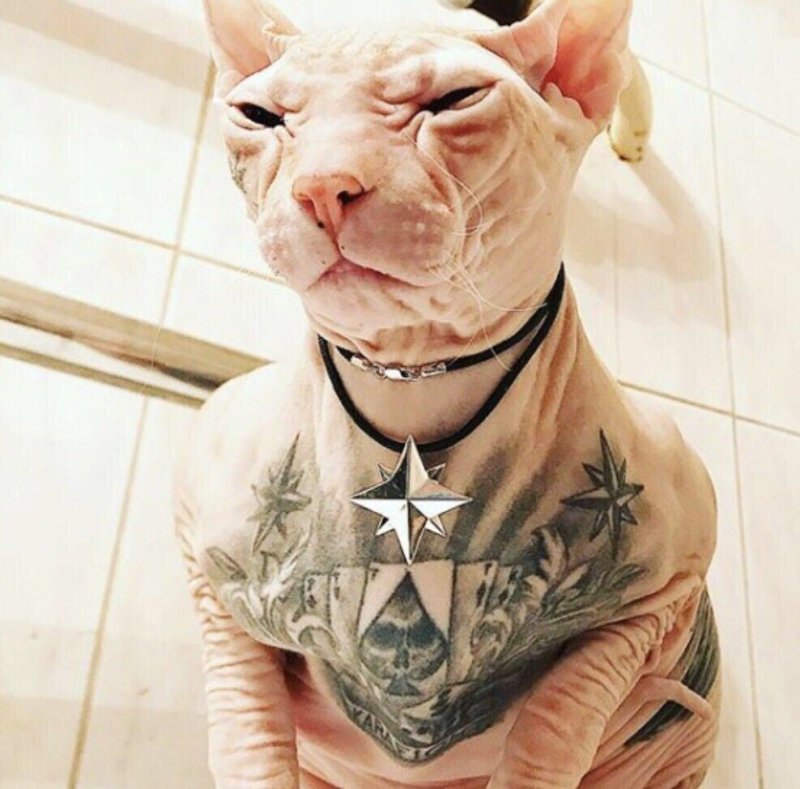 Татуированный кот сфинкс