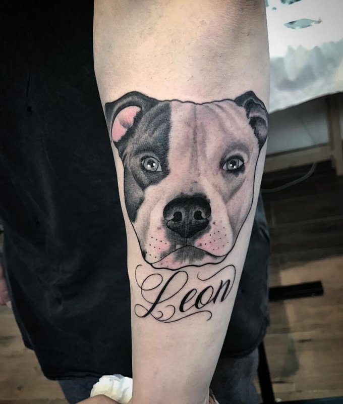 Pitbull тату
