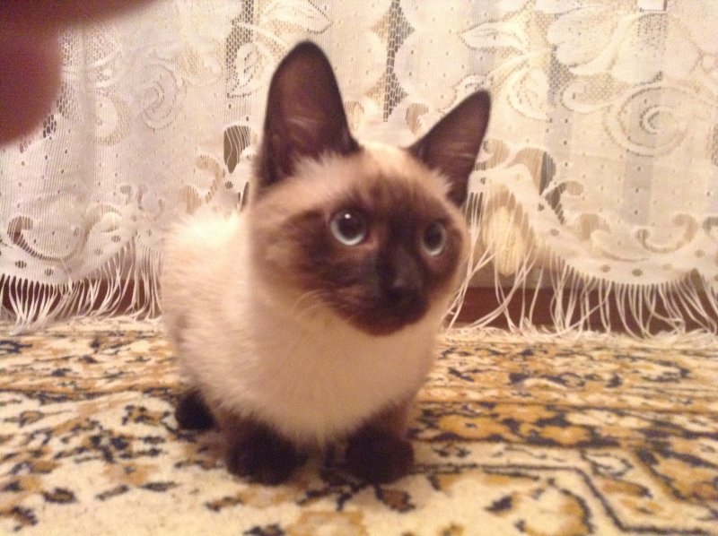 Тату кошка на лопатке