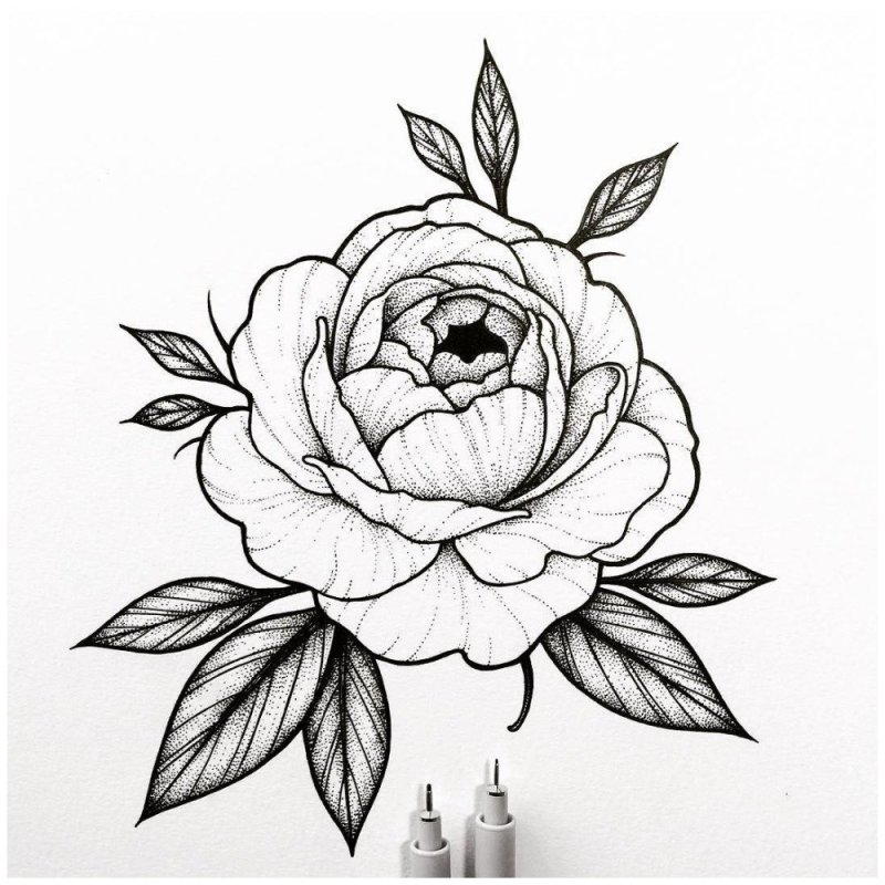 Пионы linework