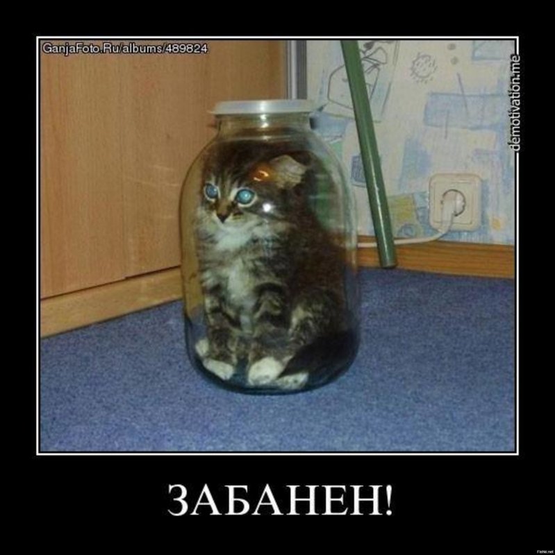 Кота забанили