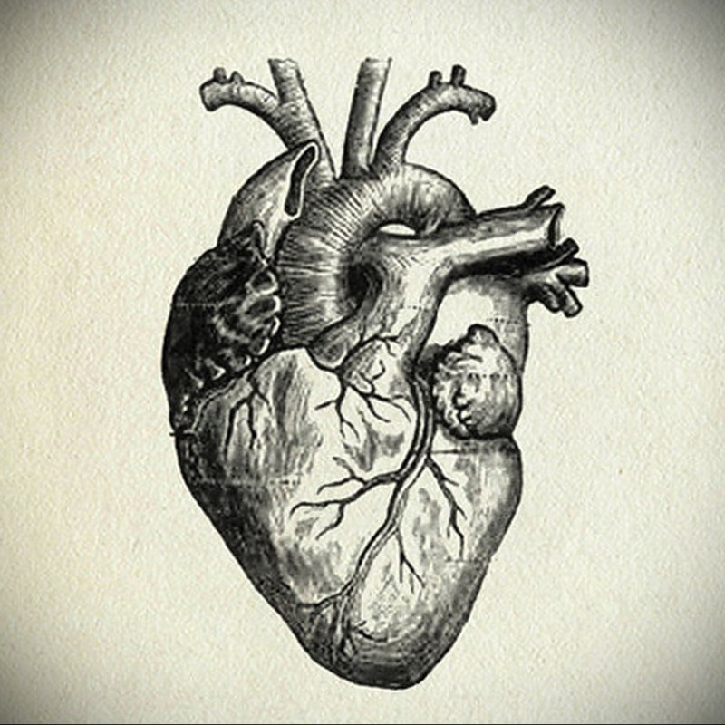 Сердце рисунок анатомия