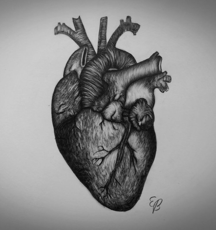 Сердце рисунок