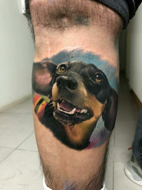 Тату собака такса