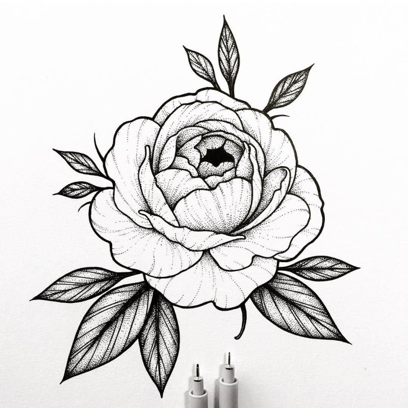 Пионы linework