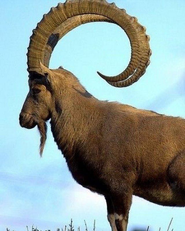 Nubian Ibex